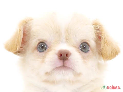 千葉県のチワワ(ロング) (コジマウエルケアセンター/2024年5月28日生まれ/男の子/クリーム)の子犬