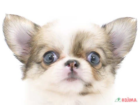 千葉県のチワワ(ロング) (コジマウエルケアセンター/2024年5月27日生まれ/男の子/パーティーカラー)の子犬