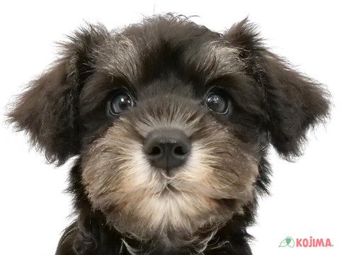 千葉県のミニチュアシュナウザー (コジマウエルケアセンター/2024年5月25日生まれ/男の子/ブラックシルバー)の子犬