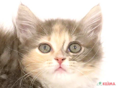 千葉県のサイベリアン (コジマウエルケアセンター/2024年5月19日生まれ/女の子/ブルーパッチドタビーホワイト)の子猫