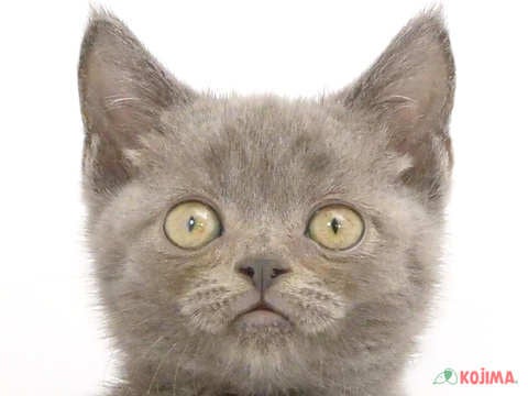 千葉県のブリティッシュショートヘアー (コジマウエルケアセンター/2024年5月11日生まれ/男の子/ブルー)の子猫