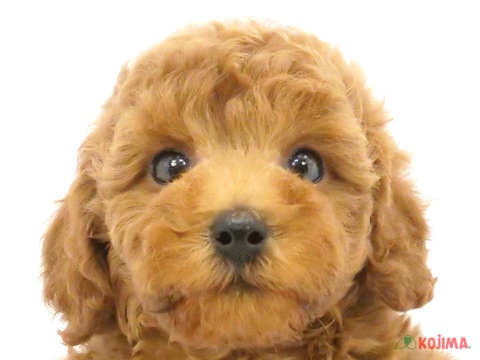千葉県のトイプードル(トイ) (コジマウエルケアセンター/2024年5月25日生まれ/男の子/レッド)の子犬
