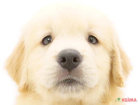神奈川県のゴールデンレトリバー (コジマ横浜青葉店/2024年5月27日生まれ/男の子/ゴールデン)の子犬