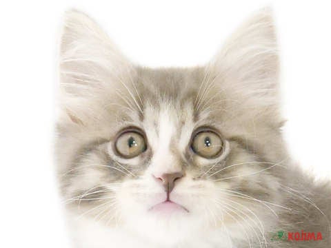 千葉県のメインクーン (コジマウエルケアセンター/2024年5月22日生まれ/男の子/ブルーマッカレルタビーホワイト)の子猫
