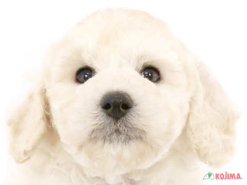千葉県のトイプードル(トイ) (コジマウエルケアセンター/2024年5月26日生まれ/男の子/ホワイト)の子犬