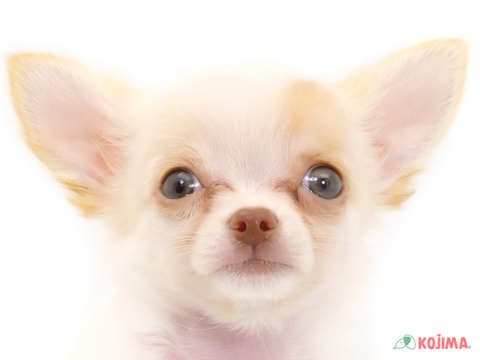 千葉県のチワワ(ロング) (コジマウエルケアセンター/2024年5月27日生まれ/男の子/ホワイトクリーム)の子犬