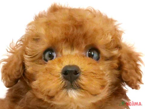 千葉県のトイプードル(トイ) (コジマウエルケアセンター/2024年5月29日生まれ/男の子/アプリコット)の子犬