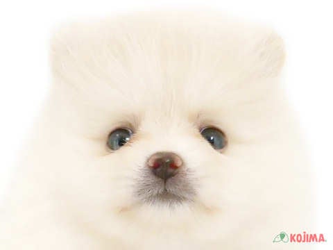 千葉県のポメラニアン (コジマウエルケアセンター/2024年5月27日生まれ/男の子/クリーム)の子犬