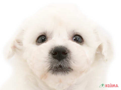 千葉県のビションフリーゼ (コジマウエルケアセンター/2024年5月25日生まれ/男の子/ホワイト)の子犬