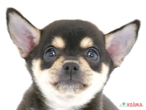 千葉県のチワワ(スムース) (コジマウエルケアセンター/2024年5月26日生まれ/男の子/ブラックタンホワイト)の子犬