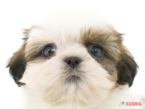 千葉県のシーズー (コジマウエルケアセンター/2024年5月26日生まれ/男の子/ゴールドホワイト)の子犬