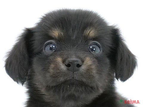 千葉県のチワックス(チワワ×ダックス) (コジマウエルケアセンター/2024年5月28日生まれ/女の子/ブラックタン)の子犬
