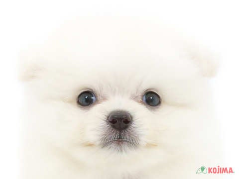 千葉県のポメラニアン (コジマウエルケアセンター/2024年5月26日生まれ/男の子/クリーム)の子犬