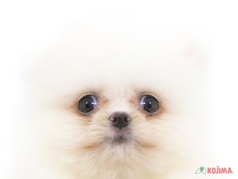 東京都のポメラニアン (コジマ両国店/2024年5月21日生まれ/女の子/ホワイト)の子犬