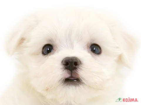 千葉県のマルチーズ (コジマウエルケアセンター/2024年5月27日生まれ/男の子/ホワイト)の子犬