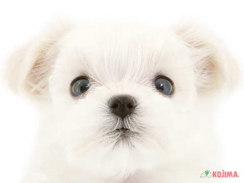 千葉県のマルチーズ (コジマウエルケアセンター/2024年5月28日生まれ/男の子/ホワイト)の子犬