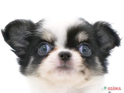 千葉県のチワワ(ロング) (コジマウエルケアセンター/2024年5月27日生まれ/男の子/ホワイトブラックタン)の子犬