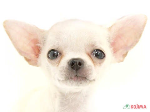 千葉県のチワワ(スムース) (コジマウエルケアセンター/2024年5月20日生まれ/男の子/ホワイト)の子犬