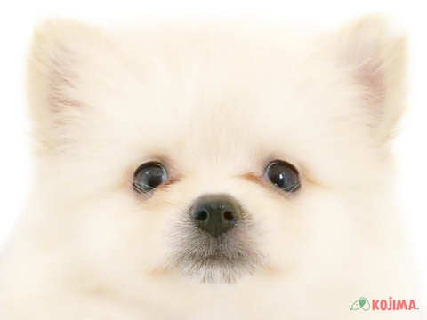 千葉県のポメラニアン (コジマウエルケアセンター/2024年5月27日生まれ/男の子/クリーム)の子犬