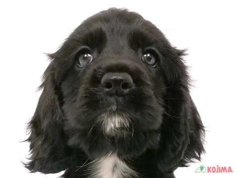 神奈川県のアメリカンコッカースパニエル (コジマアリオ橋本店/2024年5月28日生まれ/女の子/ブラックホワイト)の子犬