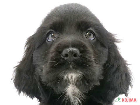 千葉県のアメリカンコッカースパニエル (コジマウエルケアセンター/2024年5月28日生まれ/男の子/ブラックホワイト)の子犬