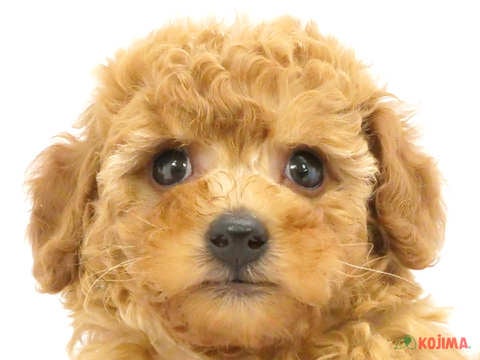 千葉県のトイプードル(トイ) (コジマウエルケアセンター/2024年5月24日生まれ/男の子/レッド)の子犬