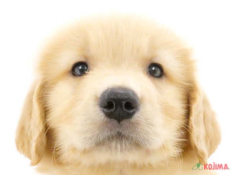 千葉県のゴールデンレトリバー (コジマウエルケアセンター/2024年5月27日生まれ/男の子/ゴールデン)の子犬