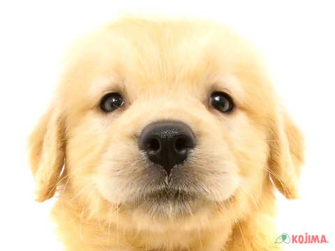 千葉県のゴールデンレトリバー (コジマウエルケアセンター/2024年5月27日生まれ/女の子/ゴールデン)の子犬
