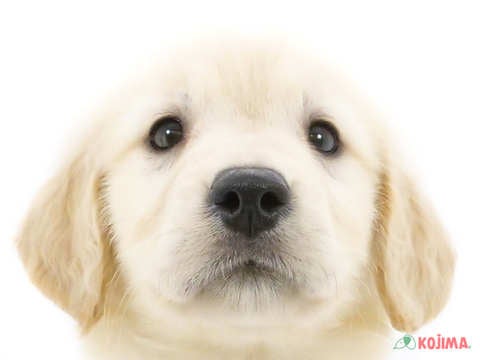 千葉県のゴールデンレトリバー (コジマウエルケアセンター/2024年5月27日生まれ/女の子/ゴールデン)の子犬