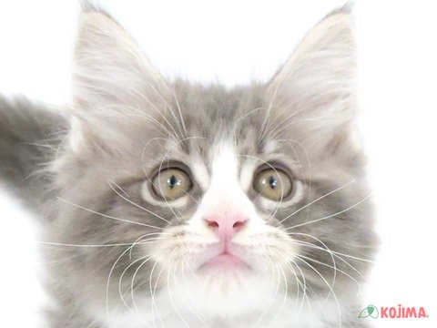 千葉県のメインクーン (コジマウエルケアセンター/2024年5月22日生まれ/男の子/ブルータビーホワイト)の子猫