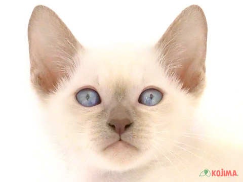 千葉県のシャム (コジマウエルケアセンター/2024年5月27日生まれ/男の子/ブルーポイント)の子猫