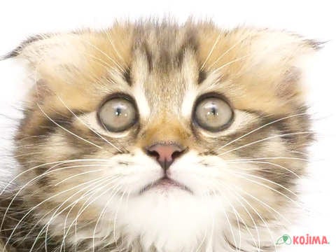 千葉県のスコティッシュフォールド (コジマウエルケアセンター/2024年5月21日生まれ/女の子/ブラウンタビー)の子猫