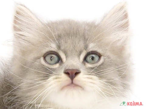 千葉県のサイベリアン (コジマウエルケアセンター/2024年5月29日生まれ/男の子/ブルータビーホワイト)の子猫