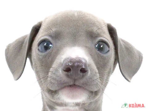 千葉県のイタリアングレーハウンド (コジマウエルケアセンター/2024年5月26日生まれ/男の子/ブルーホワイト)の子犬