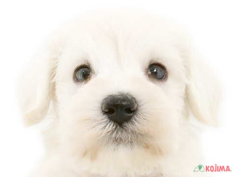 千葉県のミニチュアシュナウザー (コジマウエルケアセンター/2024年5月22日生まれ/男の子/ホワイト)の子犬