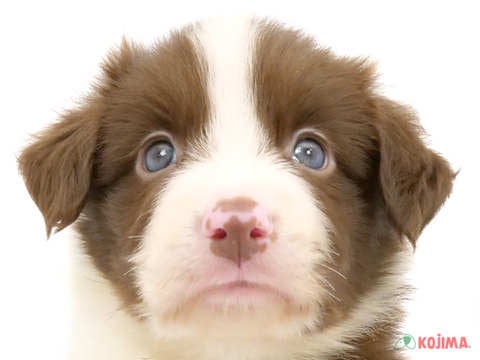 千葉県のボーダーコリー (コジマアリオ柏店/2024年5月22日生まれ/男の子/チョコレートホワイト)の子犬
