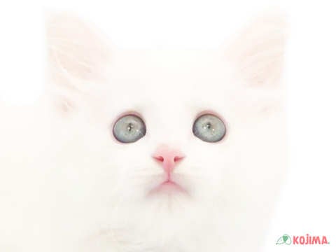 千葉県のメインクーン (コジマウエルケアセンター/2024年5月28日生まれ/女の子/ホワイト)の子猫