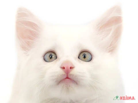 千葉県のメインクーン (コジマウエルケアセンター/2024年5月28日生まれ/男の子/ホワイト)の子猫