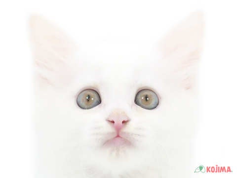千葉県のメインクーン (コジマウエルケアセンター/2024年5月28日生まれ/女の子/ホワイト)の子猫