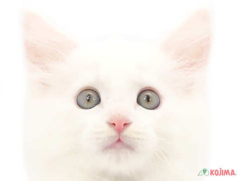 千葉県のメインクーン (コジマウエルケアセンター/2024年5月28日生まれ/男の子/ホワイト)の子猫