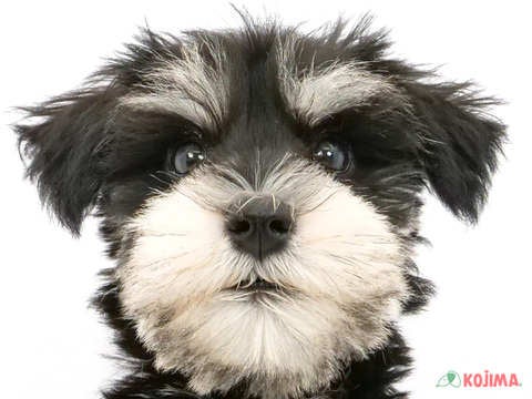 千葉県のミニチュアシュナウザー (コジマウエルケアセンター/2024年5月28日生まれ/男の子/ブラックシルバー)の子犬