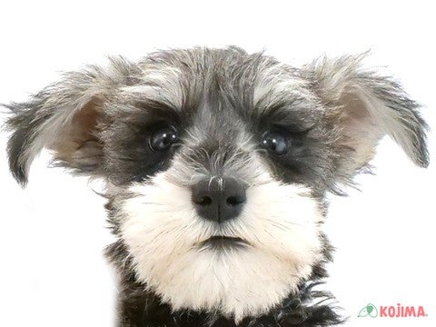 千葉県のミニチュアシュナウザー (コジマウエルケアセンター/2024年5月28日生まれ/女の子/ソルトペッパー)の子犬