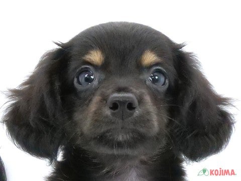 千葉県のチワックス(チワワ×ダックス) (コジマウエルケアセンター/2024年5月20日生まれ/男の子/ブラックタン)の子犬