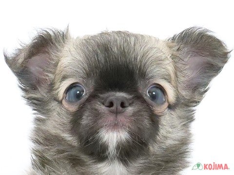 東京都のチワワ(ロング) (コジマ板橋店/2024年5月28日生まれ/男の子/フォーンセーブルホワイト)の子犬