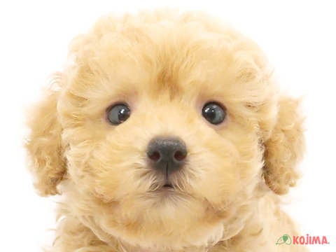 千葉県のトイプードル(トイ) (コジマウエルケアセンター/2024年5月26日生まれ/男の子/レッド)の子犬