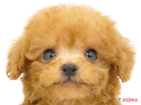 千葉県のトイプードル(トイ) (コジマウエルケアセンター/2024年5月28日生まれ/男の子/アプリコット)の子犬