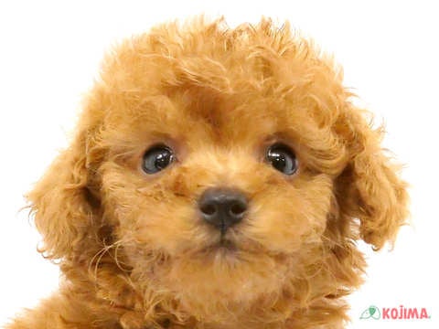 千葉県のトイプードル(トイ) (コジマウエルケアセンター/2024年5月28日生まれ/男の子/アプリコット)の子犬