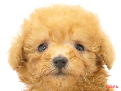 千葉県のトイプードル(トイ) (コジマウエルケアセンター/2024年5月28日生まれ/女の子/アプリコット)の子犬
