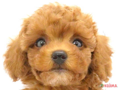 千葉県のトイプードル(トイ) (コジマウエルケアセンター/2024年5月18日生まれ/男の子/レッド)の子犬