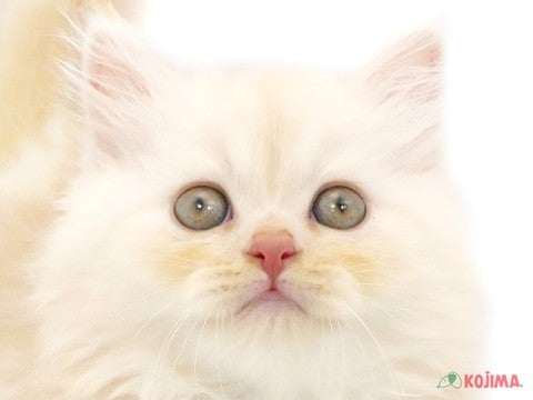千葉県のブリティッシュロングヘアー (コジマウエルケアセンター/2024年5月28日生まれ/男の子/シェルカメオ)の子猫